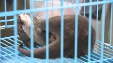 コツメカワウソ密輸 男2人逮捕