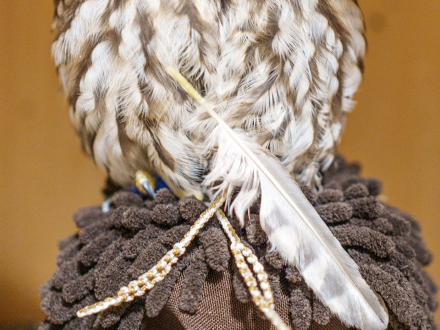 TVで野生のフクロウを観ていた飼い主 振り返ると…「爆笑した