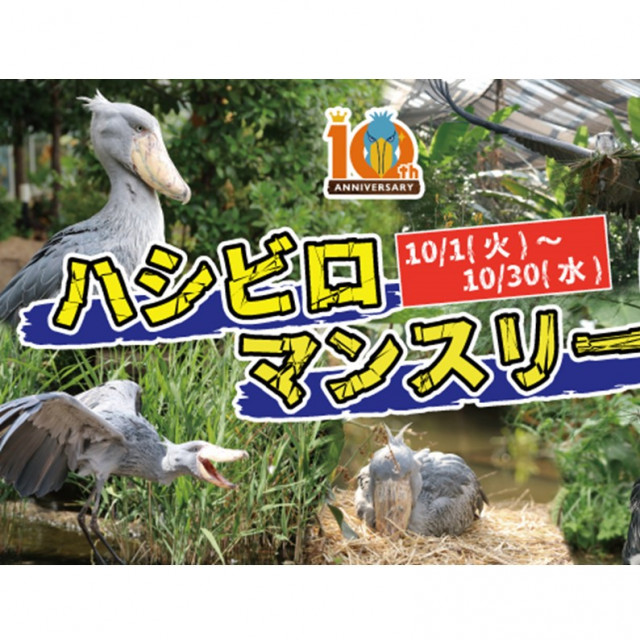 ハシビロコウ好き集まれ！神戸どうぶつ王国で特集企画 写真スポットやスイーツ 新キャラも 〜30日(ラジトピ ラジオ関西トピックス) - goo ニュース