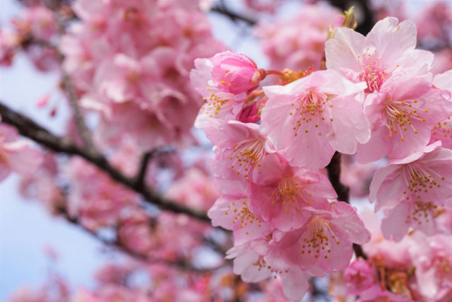 倉敷市】倉敷川千本桜 〜 早咲きのピンク色の河津桜を楽しむ、倉敷川