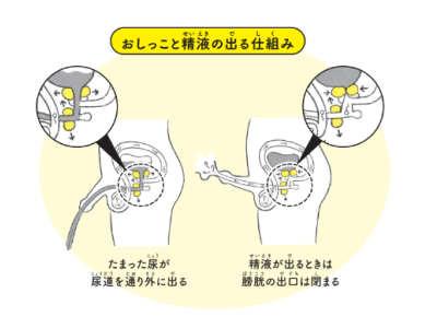 精液とおしっこは混ざらない？おしっこと精液の出る仕組み【12歳までに知っておきたい男の子のためのおうちでできる性教育】(ラブすぽ) - goo ニュース