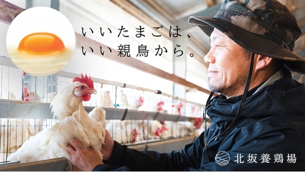 いいたまごは、いい親鳥から」国内に約4％しかいない純国産鶏を飼育、淡路島・北坂養鶏場のこだわりに迫る(OneNews) - goo ニュース