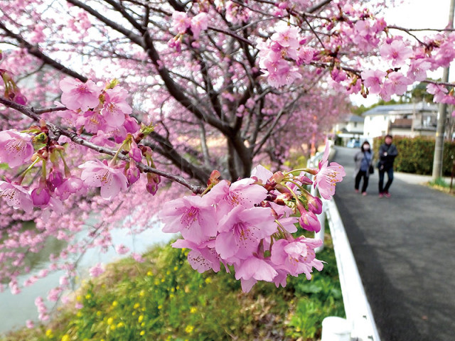 早咲きの河津桜、春風に揺れる　埼玉・久喜の青毛堀川沿いで咲き始める　鷲宮神社の裏手から南北2・5キロに370本　8日、キッチンカーのミニイベント