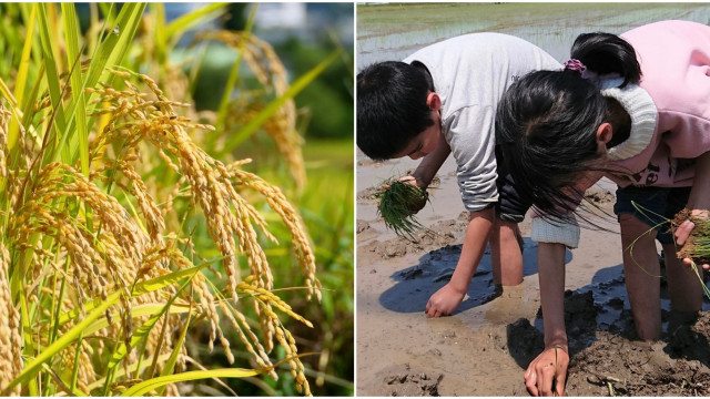 学校での「田植え体験」は必要か？　「大変さを植えつけないで」「経験は大切」とSNSで賛否両論…ご近所や保護者からはクレームも