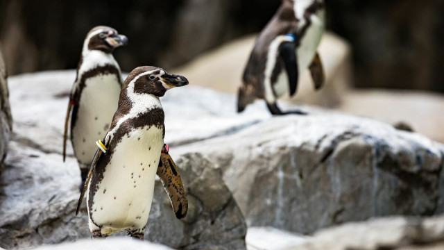 ペンギン ペット 人気 寿命