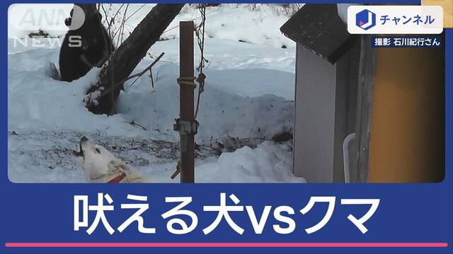 「玄関開けたら…」撮影者も困惑　ほえる犬　その先に“クマ”どうなる？